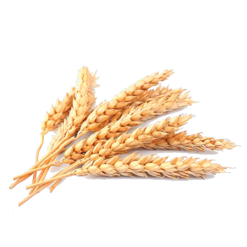 Feed barley, 25 kg