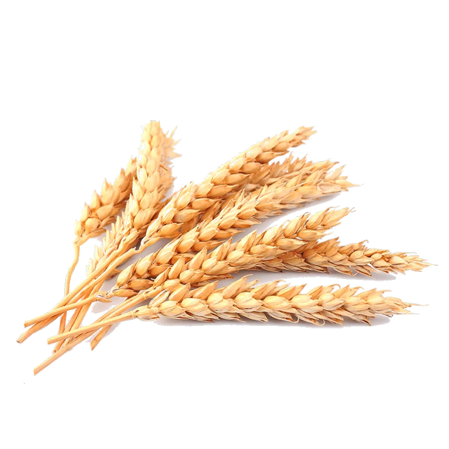 Feed barley, 25 kg