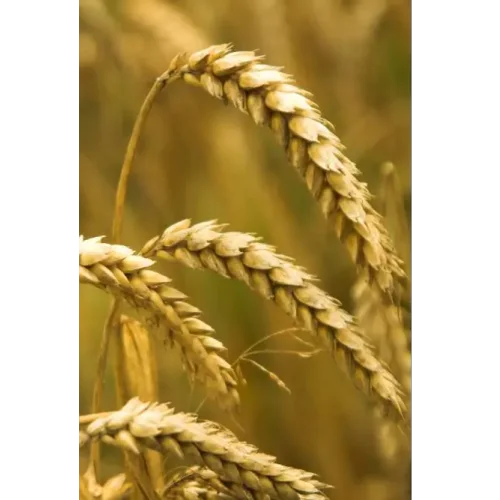 Wheat seeds Ahmat.