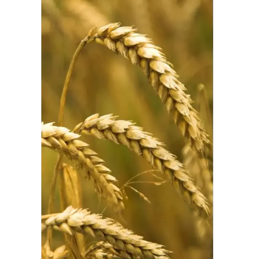 Семена пшеницы Ахмат