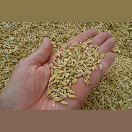 Barley feed