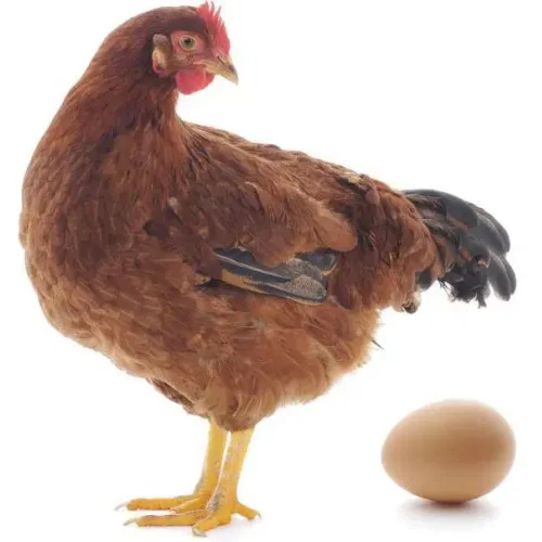 Incubation Egg Loman Brown