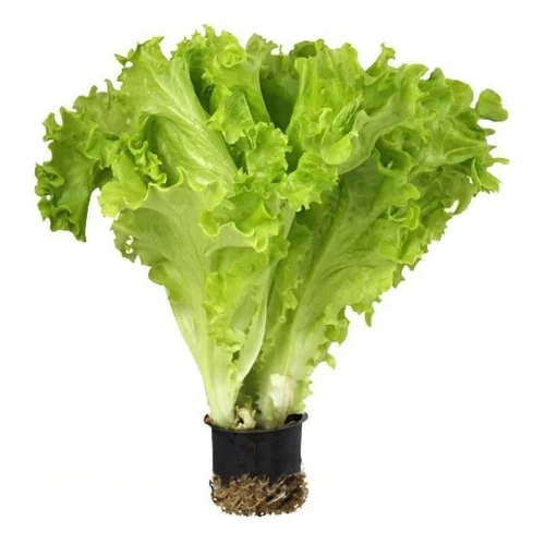 Salad Fighting (Bio) in a pot