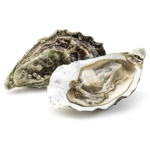 Hassan oysters (size 60-100 g)