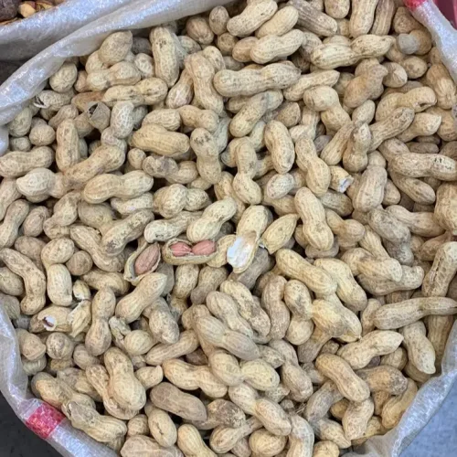 Raw peanuts in shell