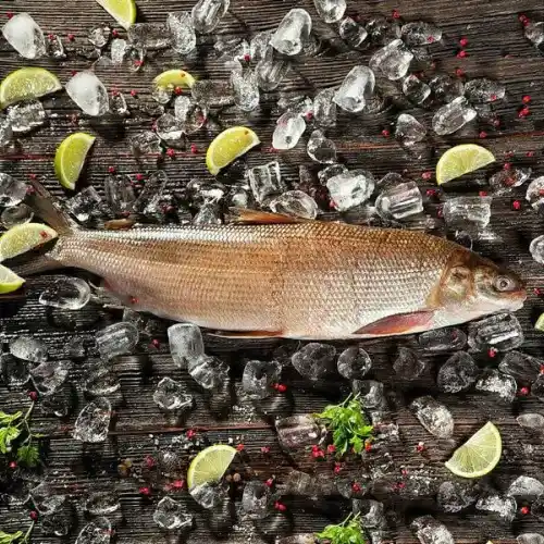 Фото и описание щекур рыбы - интересная информация