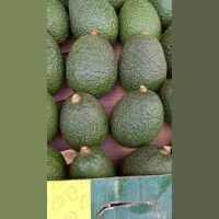 Avocado fresh Tanzania large wholesale (shipment from Kenya)