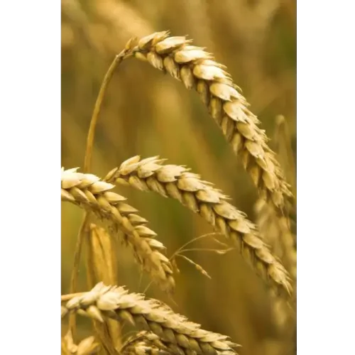 Wheat seeds Elanchik