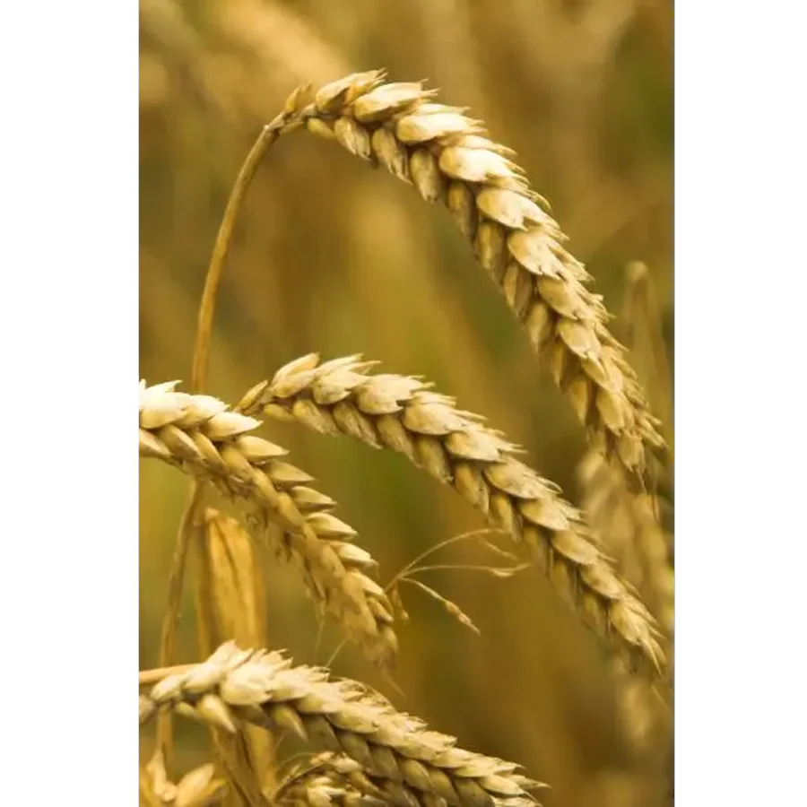 Wheat seeds Elanchik