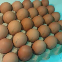 Chicken egg bright and ordinary yolk