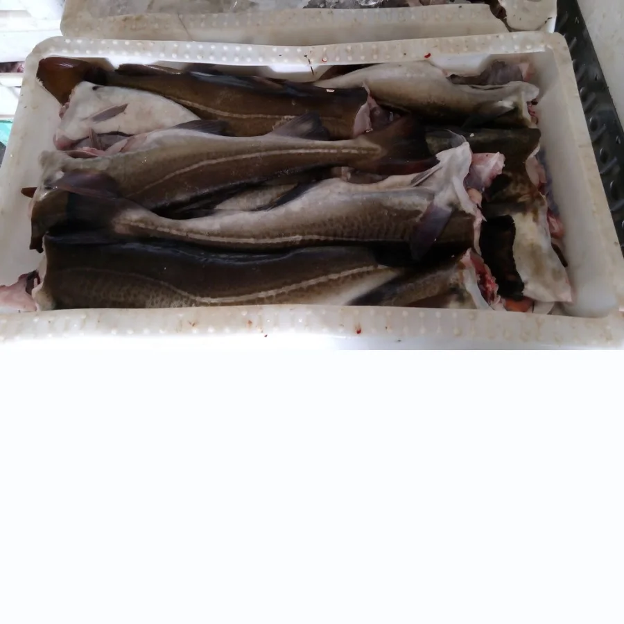 Atlantic chilled cod wholesale