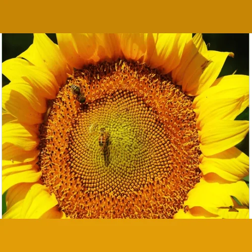 Sunflower hybrid seeds Limagren buy LG TUNKA LG 5555 KLP LG 50270 LG 50635 KLP