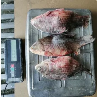 Fish in assortment with / m