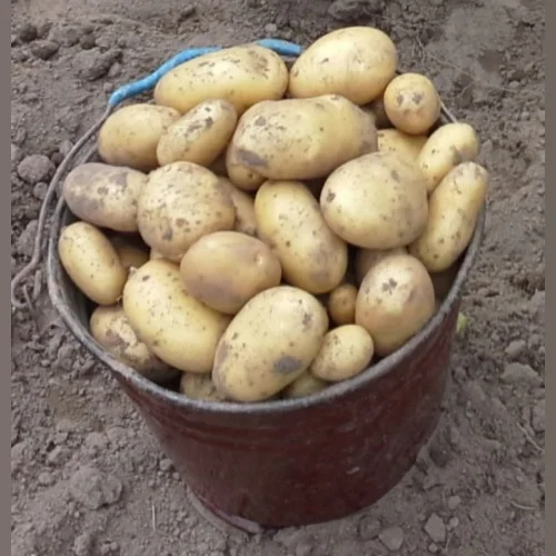 Potatoes table