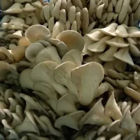 Mushrooms Veshinka