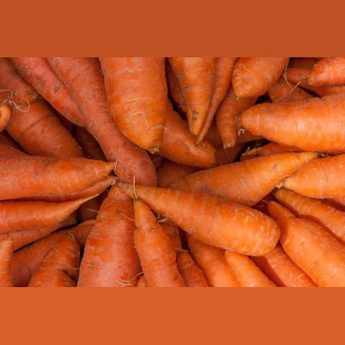 Морковь крупная  1 сорт