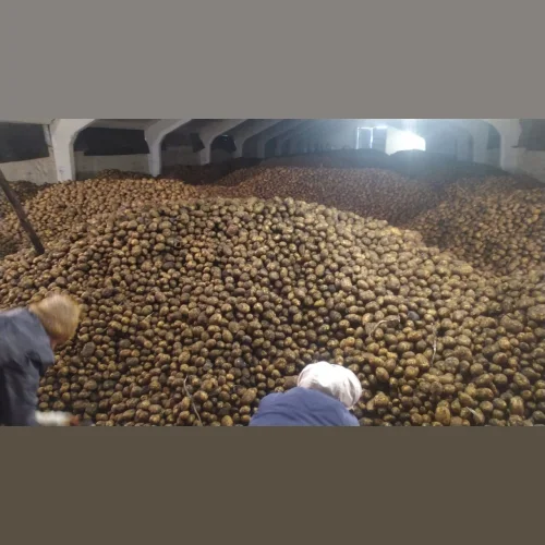 Potatoes wholesale, harvest 2021.