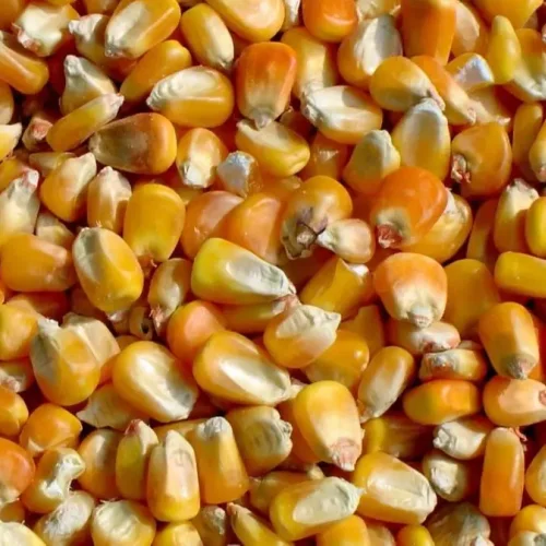 Corn Kolotany