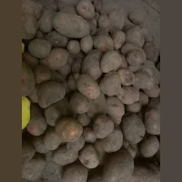 Potatoes wholesale, Red lady 5+ 26rub/kg.