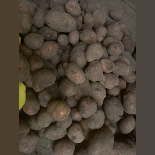 Potatoes wholesale, Red lady 5+ 26rub/kg.