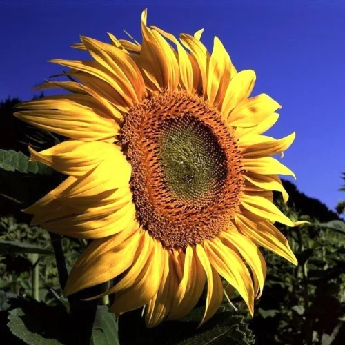 Sunflower hybrid seeds Buzuluk buy