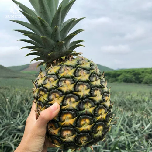 Fresh Pineapples from Vietnam