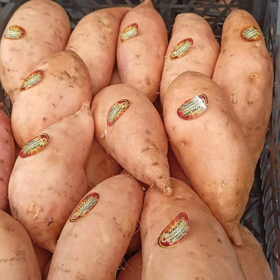 Fresh Sweet Potatoes 