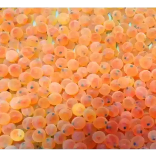 Fertilized caviar of the Rainbow Trout of the Kamloops breed Buy