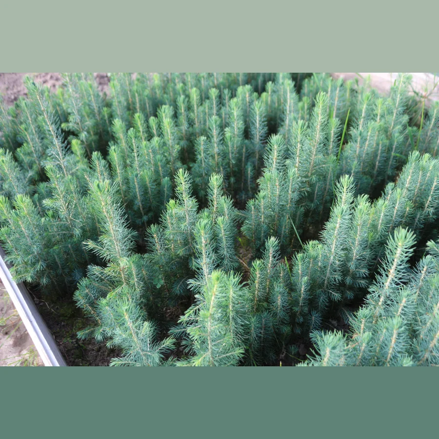 Seedlings of European spruce OKS