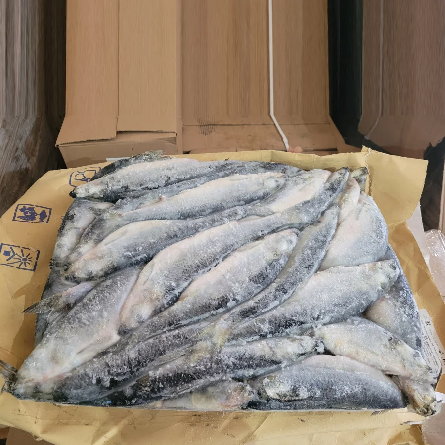 Pacific herring 