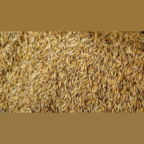 BARLEY FOR EXPORT