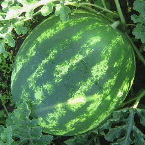 Watermelon Seeds KS 163 F1 Kitano Seeds