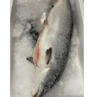 Salmon cooled