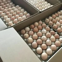 Яйцо инкубационное Росс-308 Венгрия