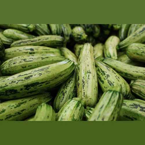 Zucchini for industrial processing 