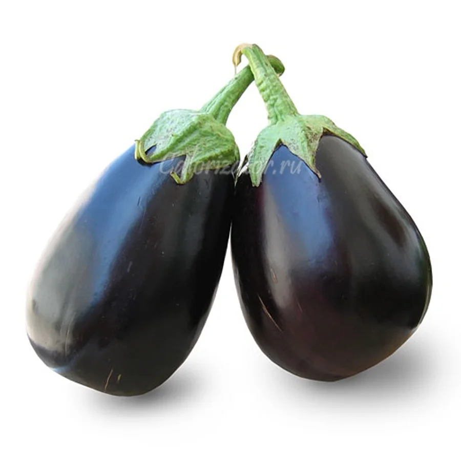Eggplant Standard
