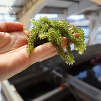 Sea Grapes from Vietnam
