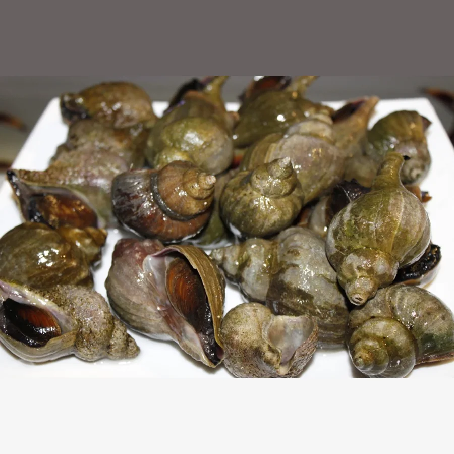 Живые ракушки-моллюски Трубач оптом