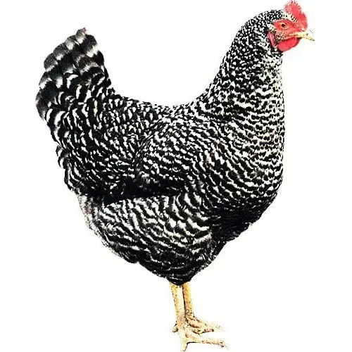 Incubation Egg Chicken Dominant d959