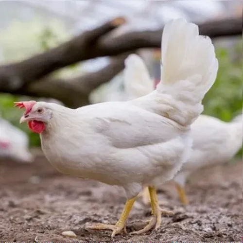 Incubation Egg Chicken Decabl White