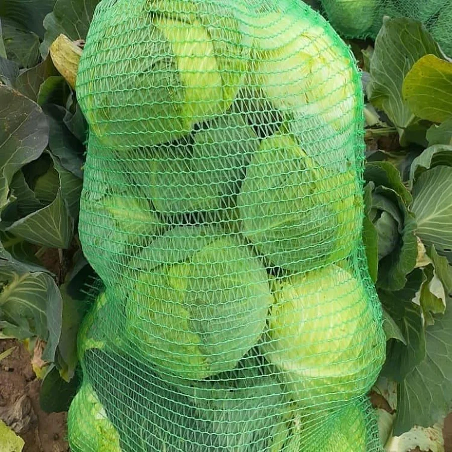 Fresh cabbage (young)