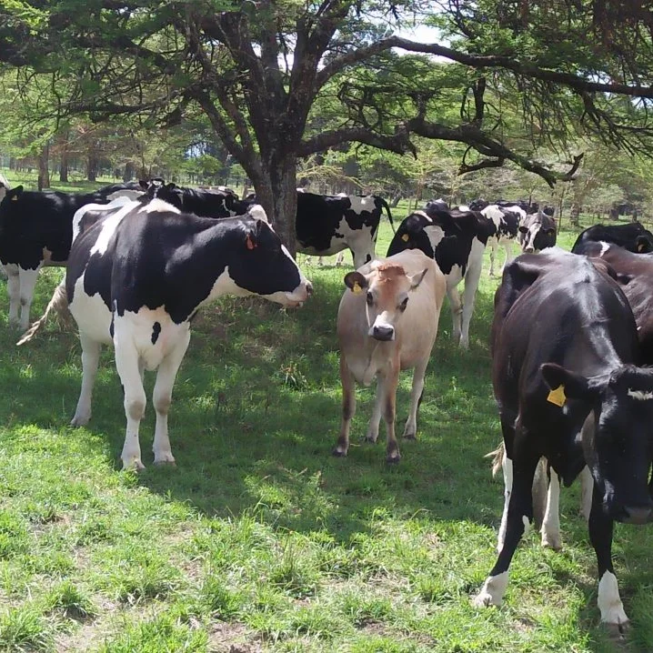 50healthy heifers and calves readily available 
