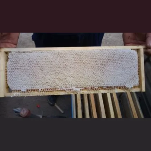 Altai Flower Honey in Honeycomb