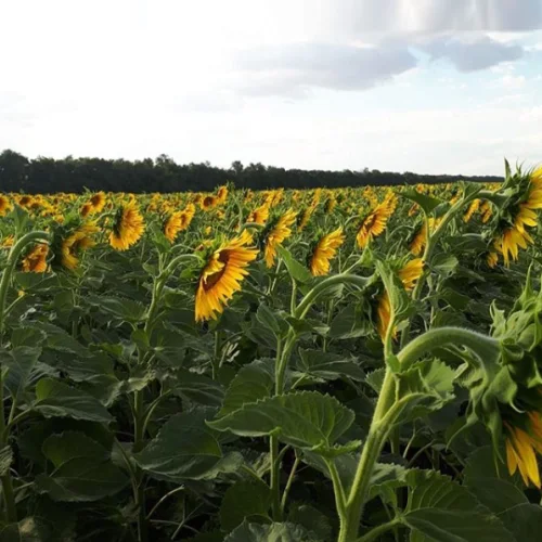 Sunflower hybrid seeds Bayer buy Genesis Aromatic Bella Isis 