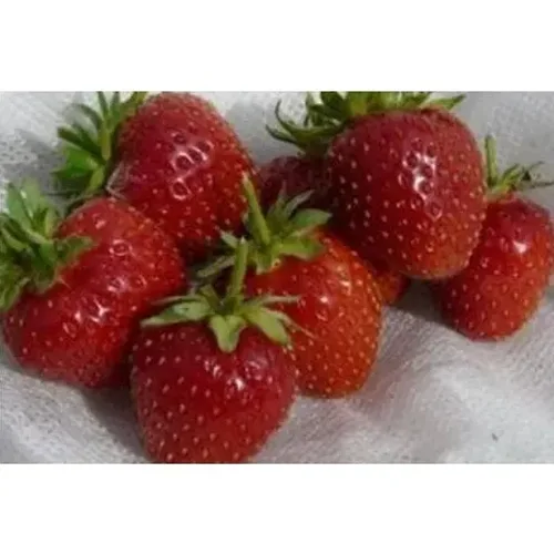 Strawberry Dewdrop