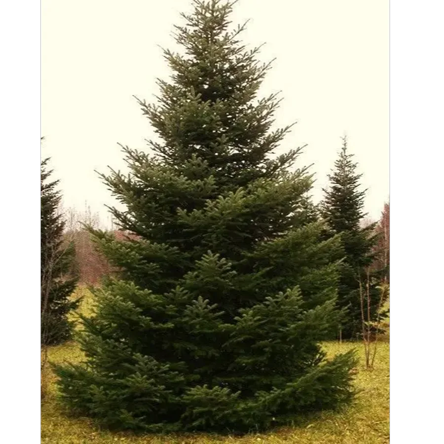 Siberian spruce blue form (blue spruce)
