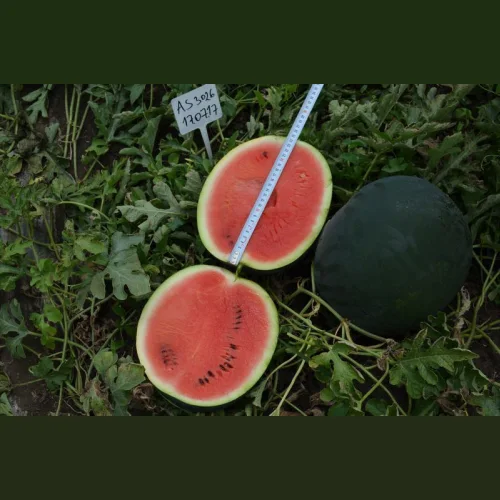 Watermelon Seeds AS 3026 ATAKAMA SEEDS
