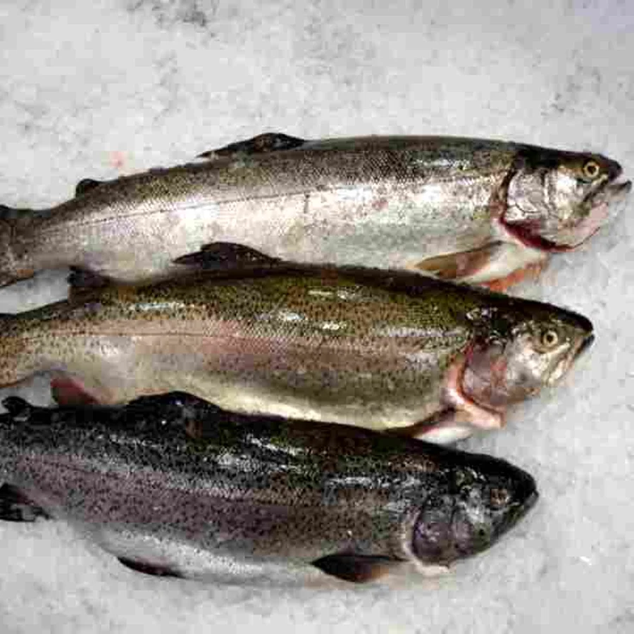 Trout chilled (Karelia)