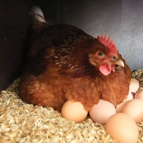 Incubation Egg Chicken Nick Brown