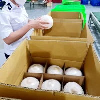 Fresh Coconuts from Vietnam